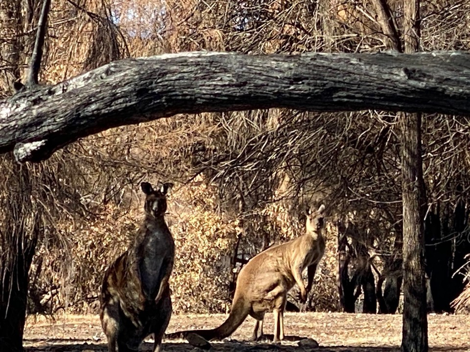 Australien - Kingscote - auf der Weiterfahrt beobachteten wir im verkohlten Gehölz eine Gruppe Kangaroos