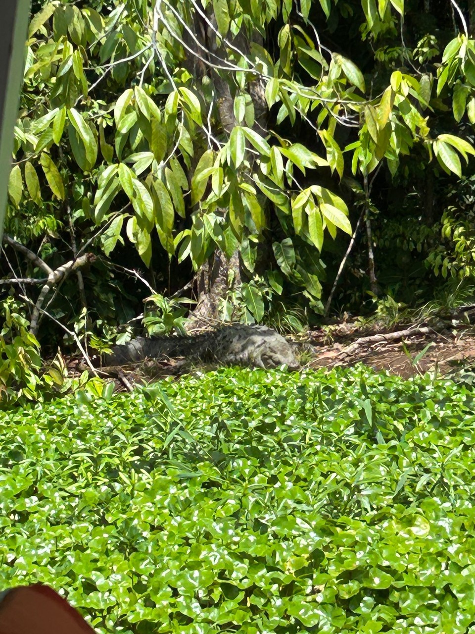 Costa Rica - Nationalpark Tortuguero - 