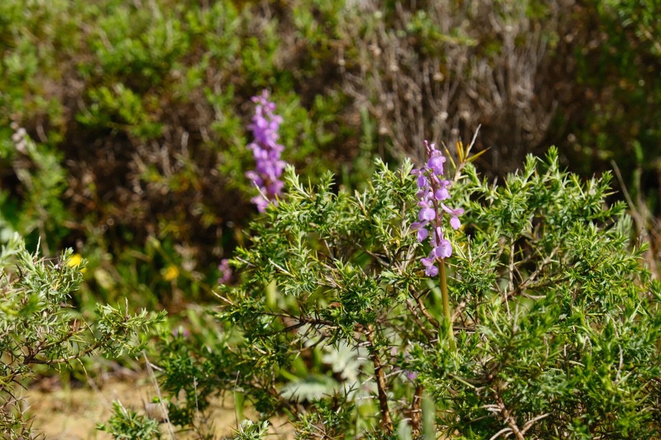 Portugal - Aljezur - 
