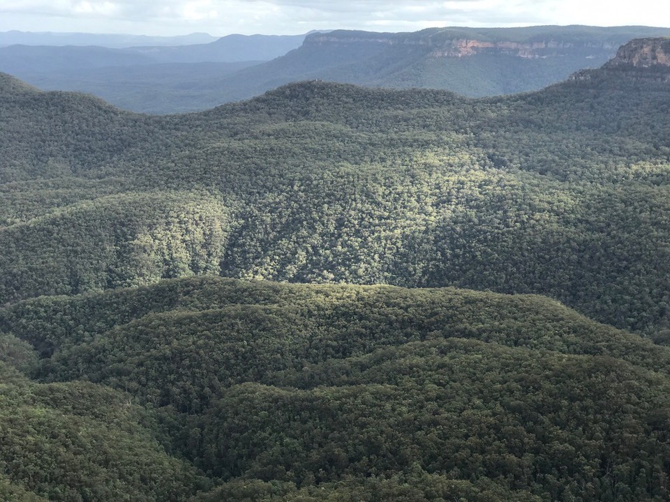 Australia - Katoomba - Looks like fields of fluffy Broccoli 