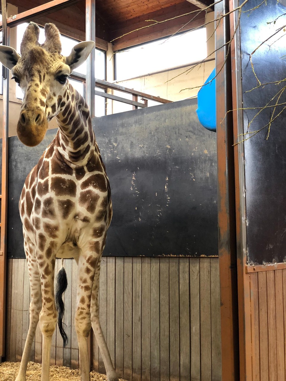 Norway - Kristiansand S - • Giraffe • 🦒