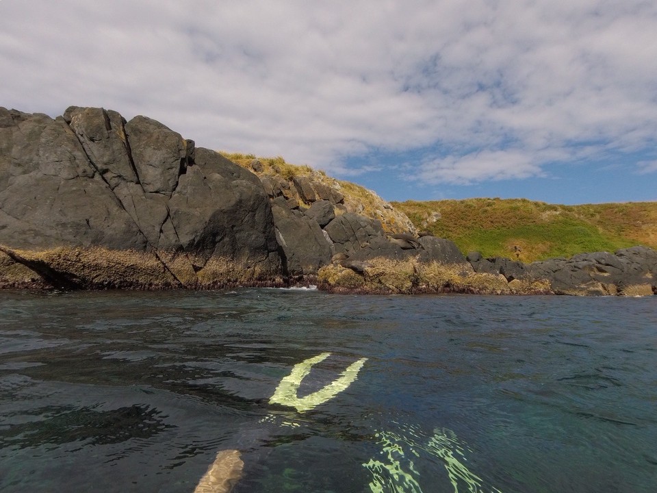 Australia - Montague Island - 