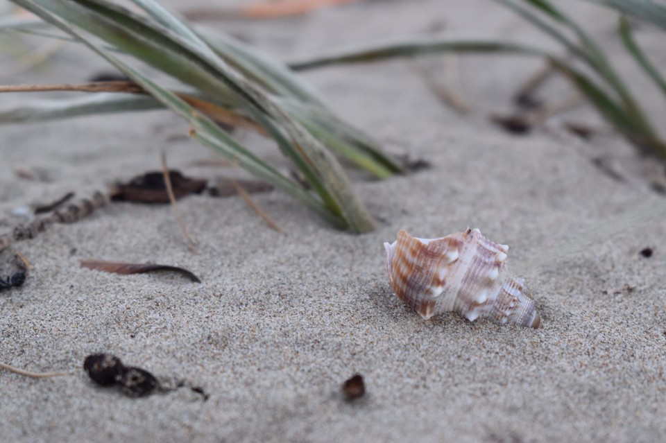 Neuseeland - Orewa - 