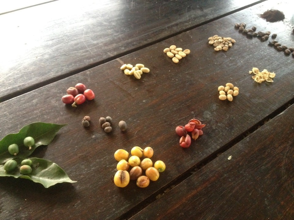 Kolumbien - Salento - Von der Frucht zum Kaffee