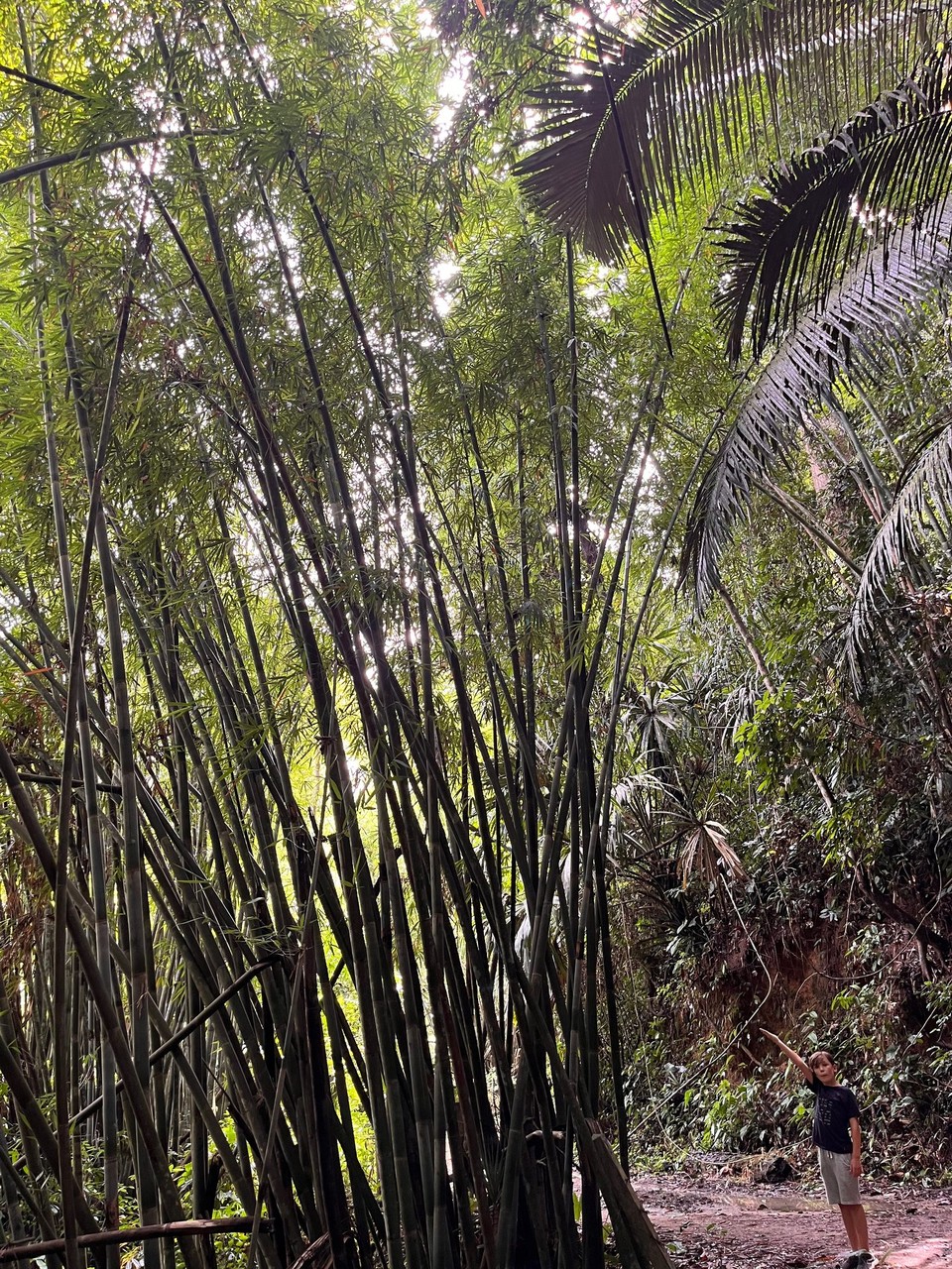 Thailand - Phanom - Dieser Bambus ist gigantisch.
