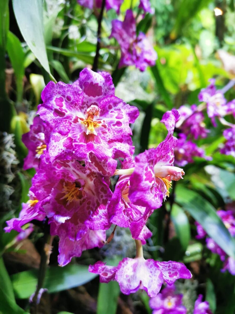 Singapur - Singapur - 