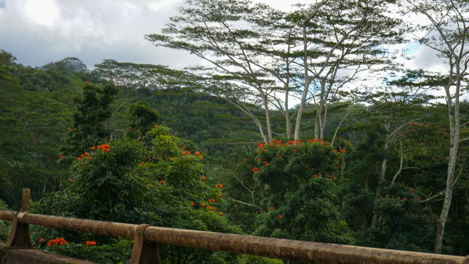USA - Līhuʻe - Tropisches Klima