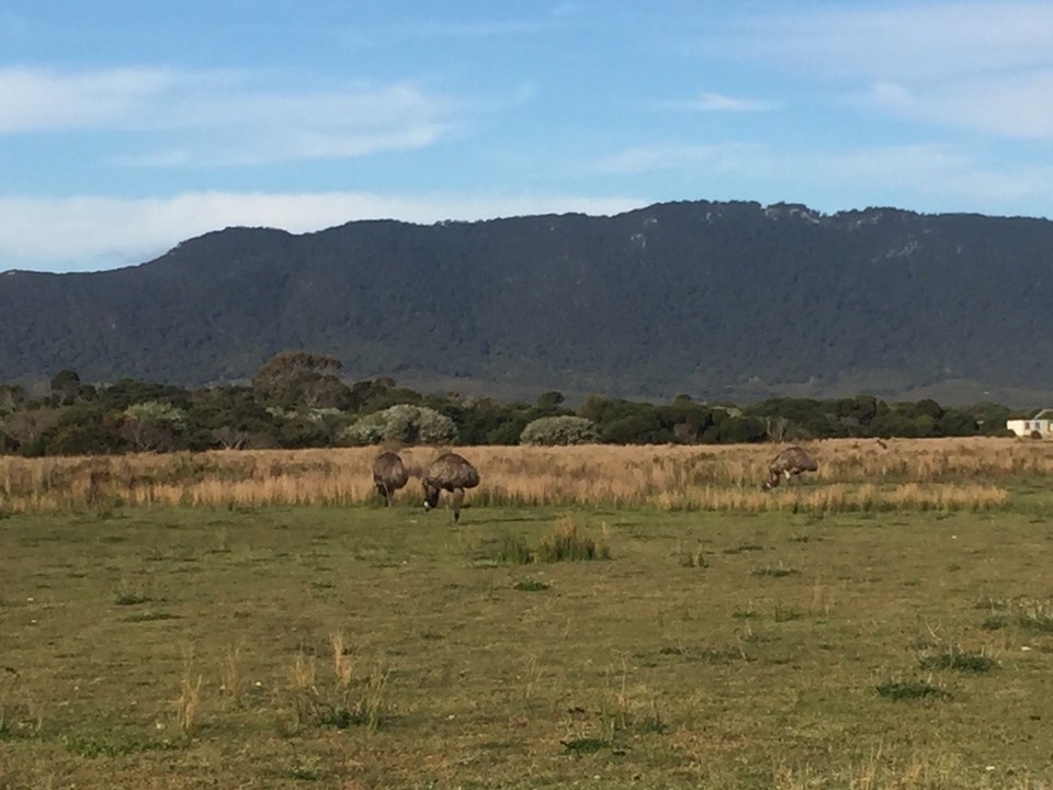  - Australia, Wilsons Promontory National Park, The Prom Wildlife Walk - 