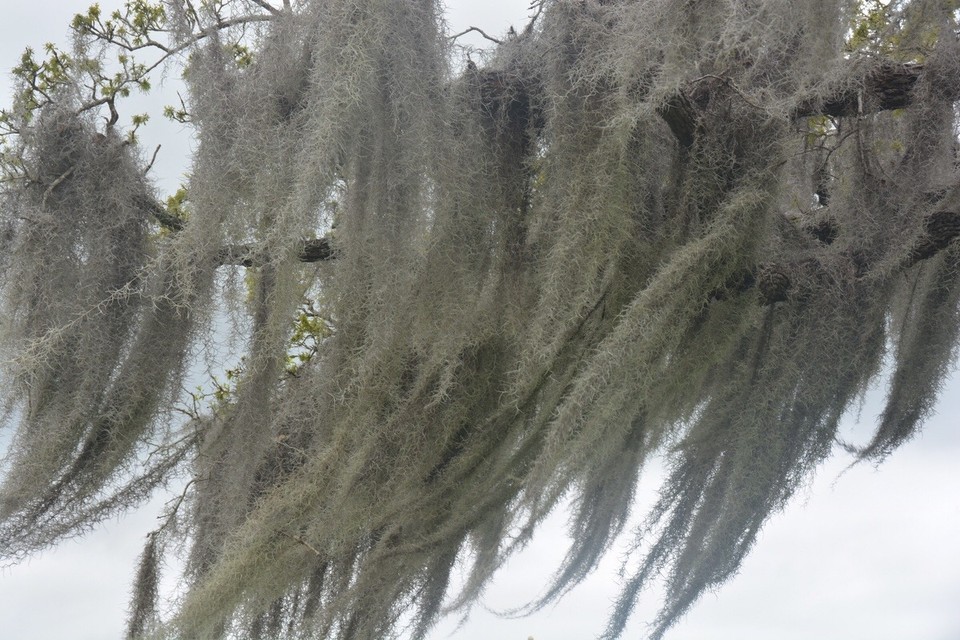 United States - New Orleans - 