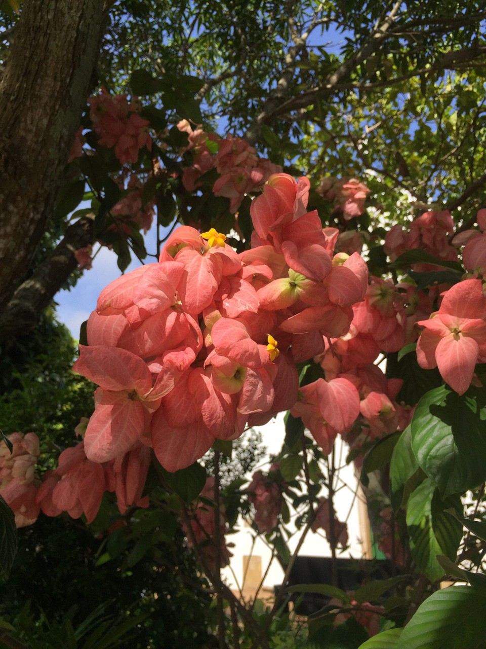 Brasilien - Ilha de Itamaracá - Blumen ohne Ende