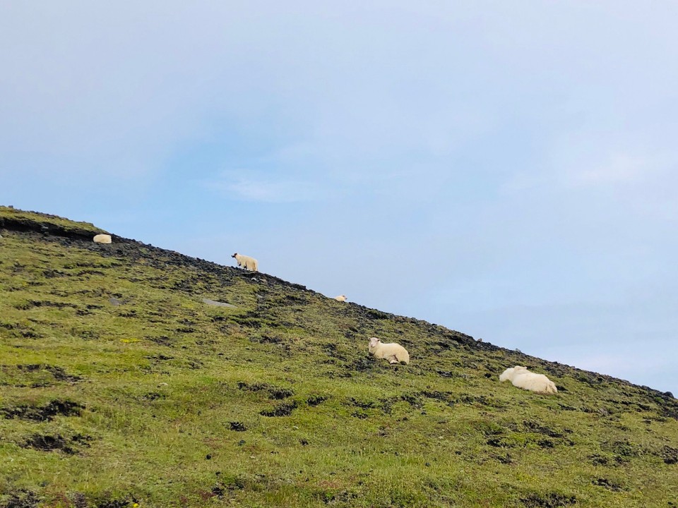 Island - Vestmannaeyjar - Süss. Hier lässt es sich sicher gut leben…