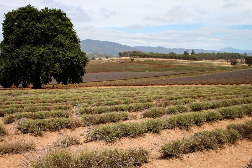 Australien - Scottsdale - Wer sich fragt, warum wir überhaupt auf Lavendelfarmen unterwegs sind: Lavendeleis! 🍦