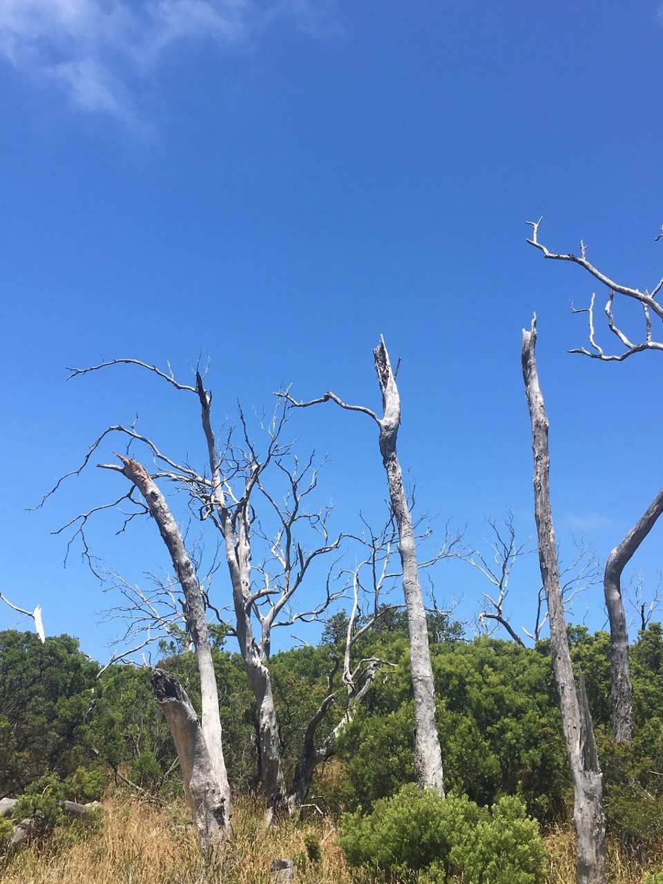 Australien - Warrnambool - Gespensterbäume