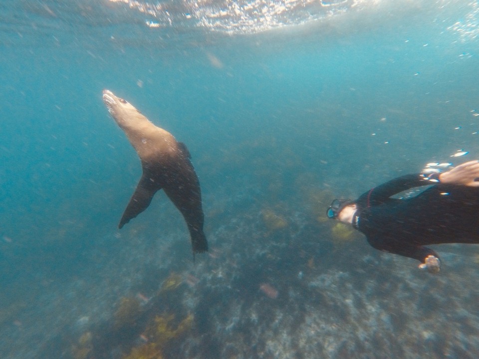 Australia - Montague Island - 