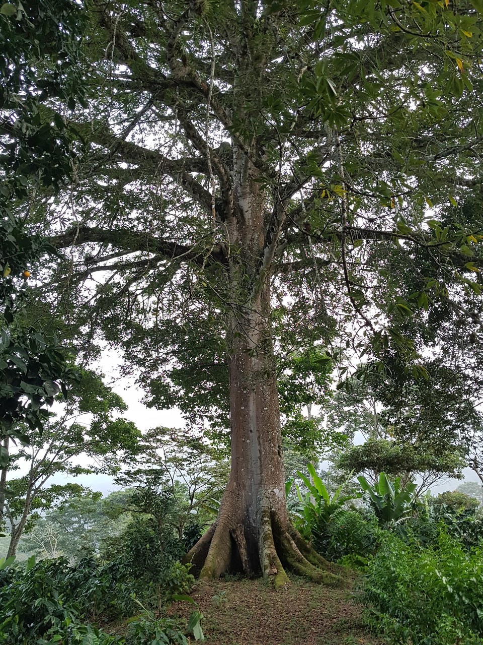 Nicaragua - Dipilto - 'El Arbol' ❤