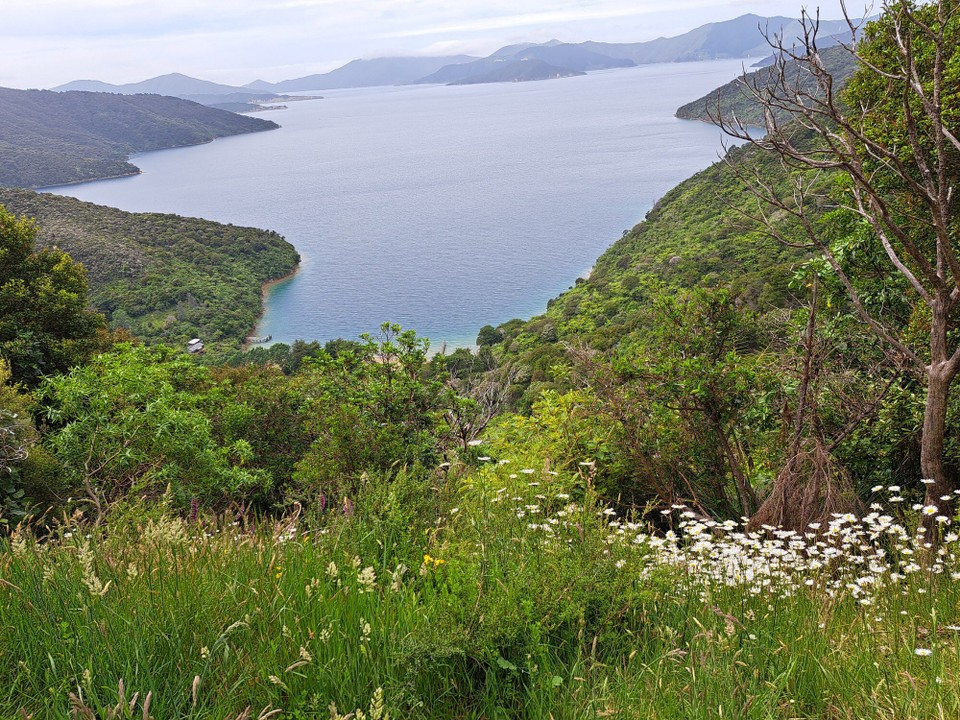 Neuseeland - Punga Cove - 