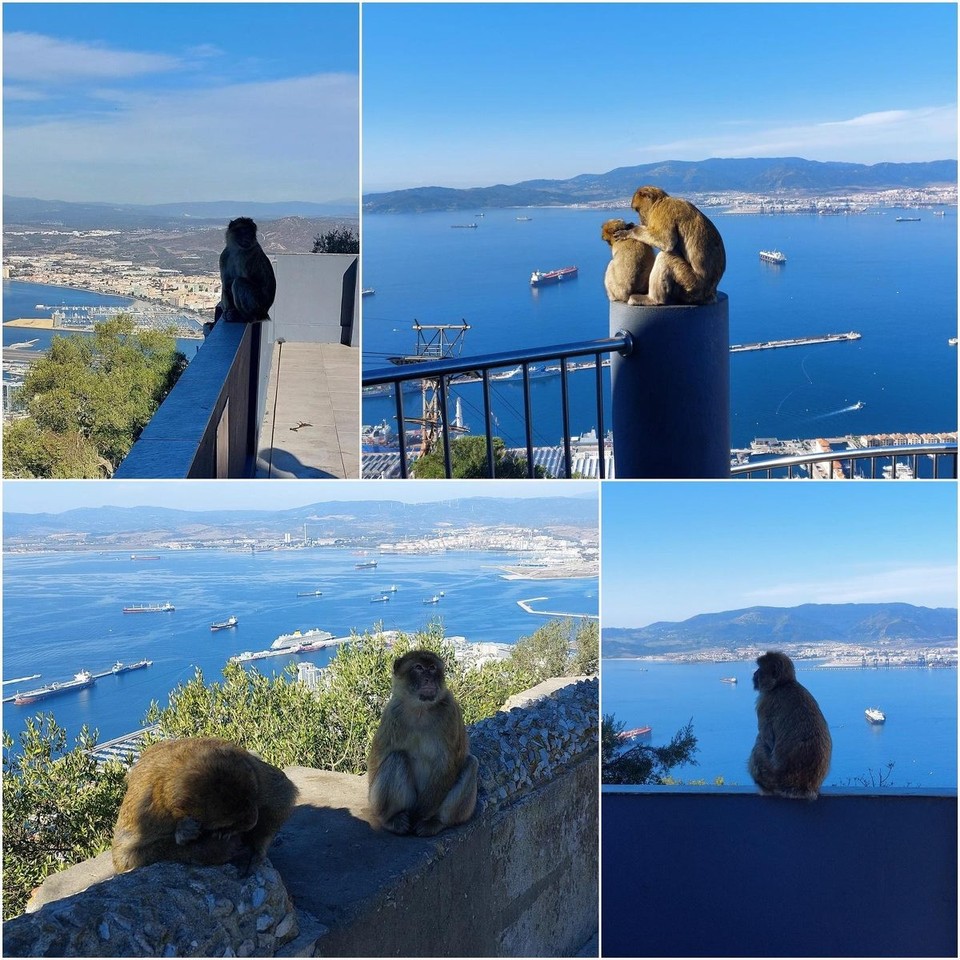 Gibraltar - unbekannt - Es gibt tatsächlich Affen auf dem Affenberg