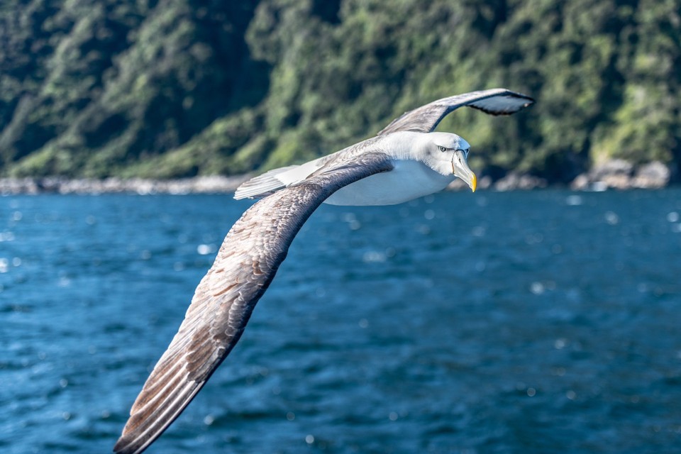 Neuseeland -  - 