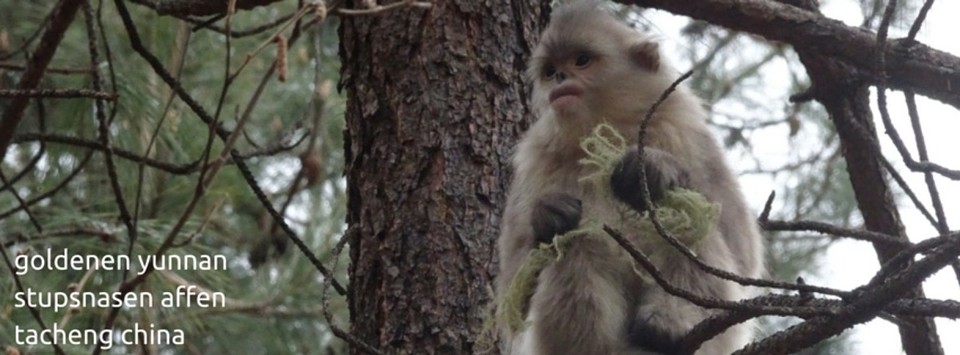 China - naturreservat tacheng - 