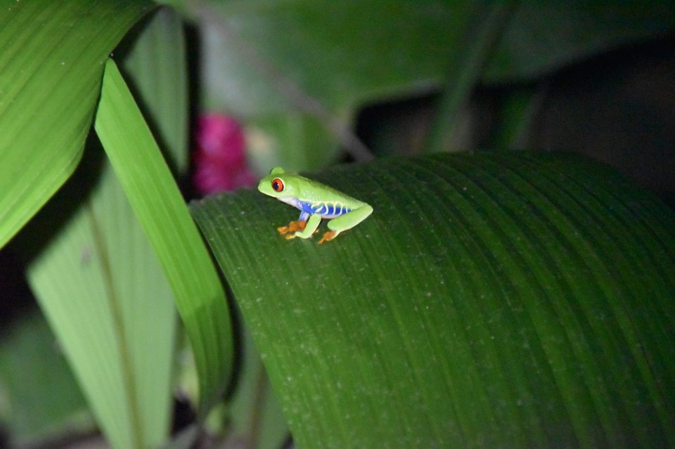 Costa Rica - La Fortuna - Zum Schluss nochmals liebe Grüße.