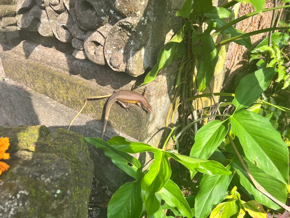 Indonesien - Gianyar - 