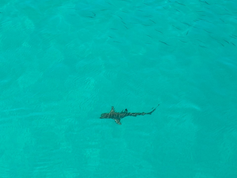 Australien - New Auckland - Blacktip Reefshark