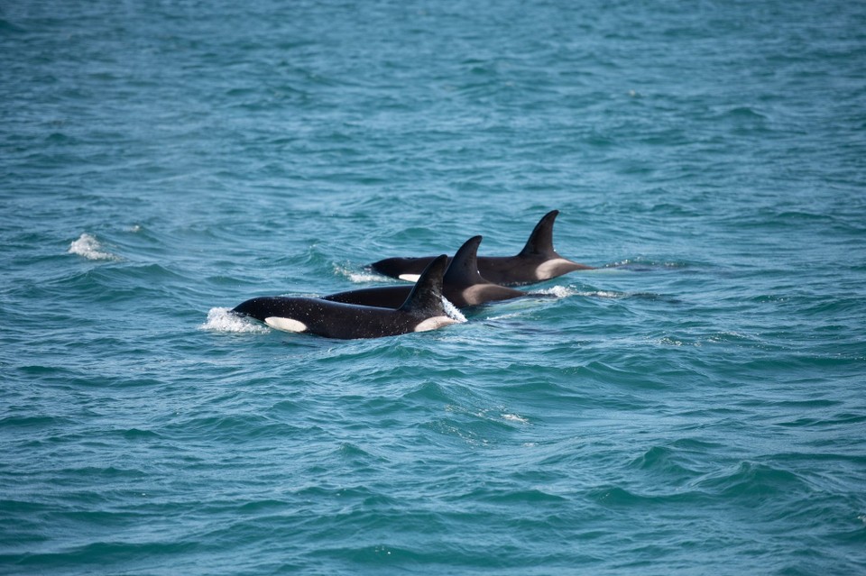 Neuseeland - Kaikoura Central - 