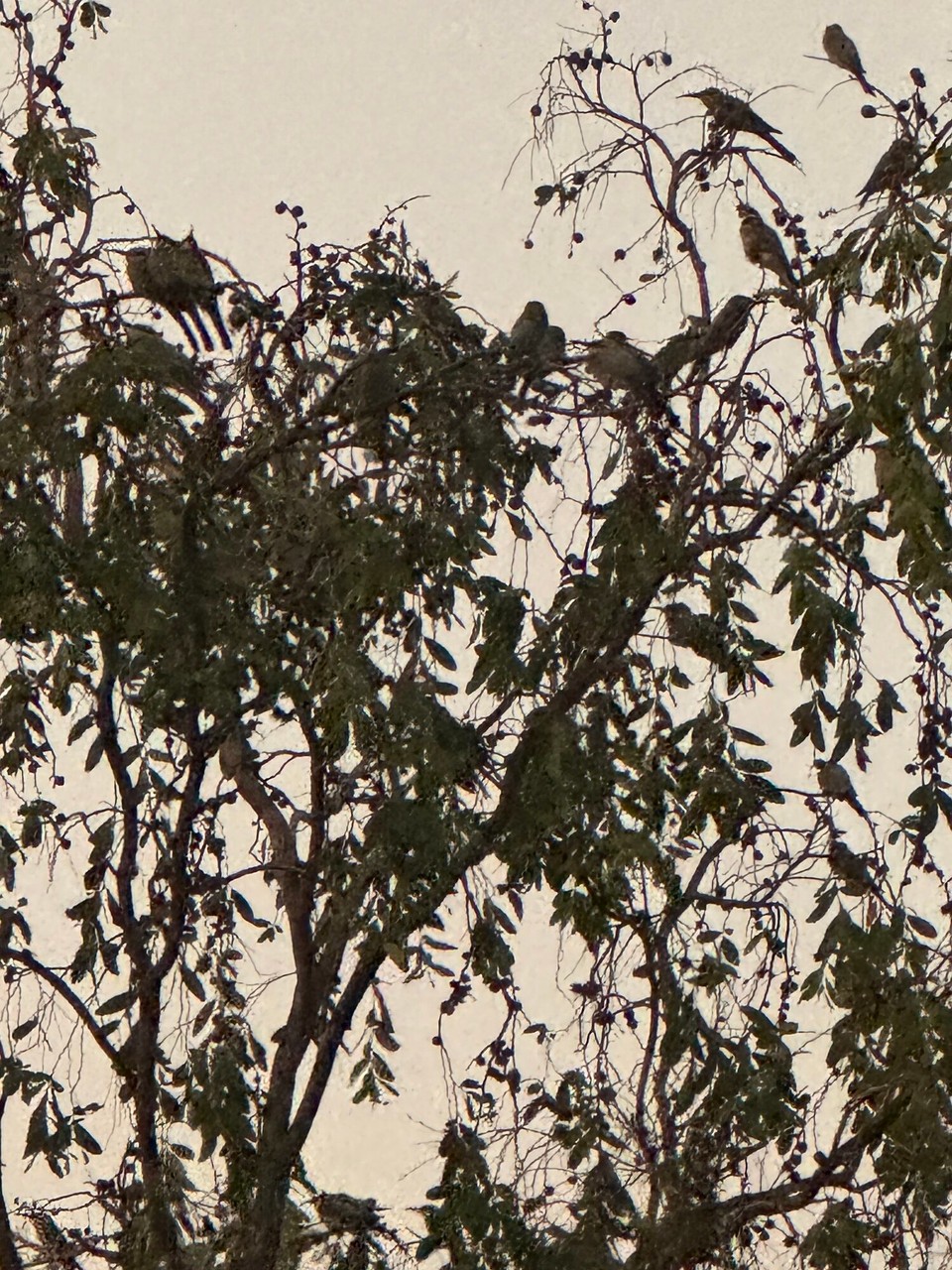Australien - Litchfield Park - A hufa dera chlina Rainbow Bee Eater schlofen ob üs im Baum.