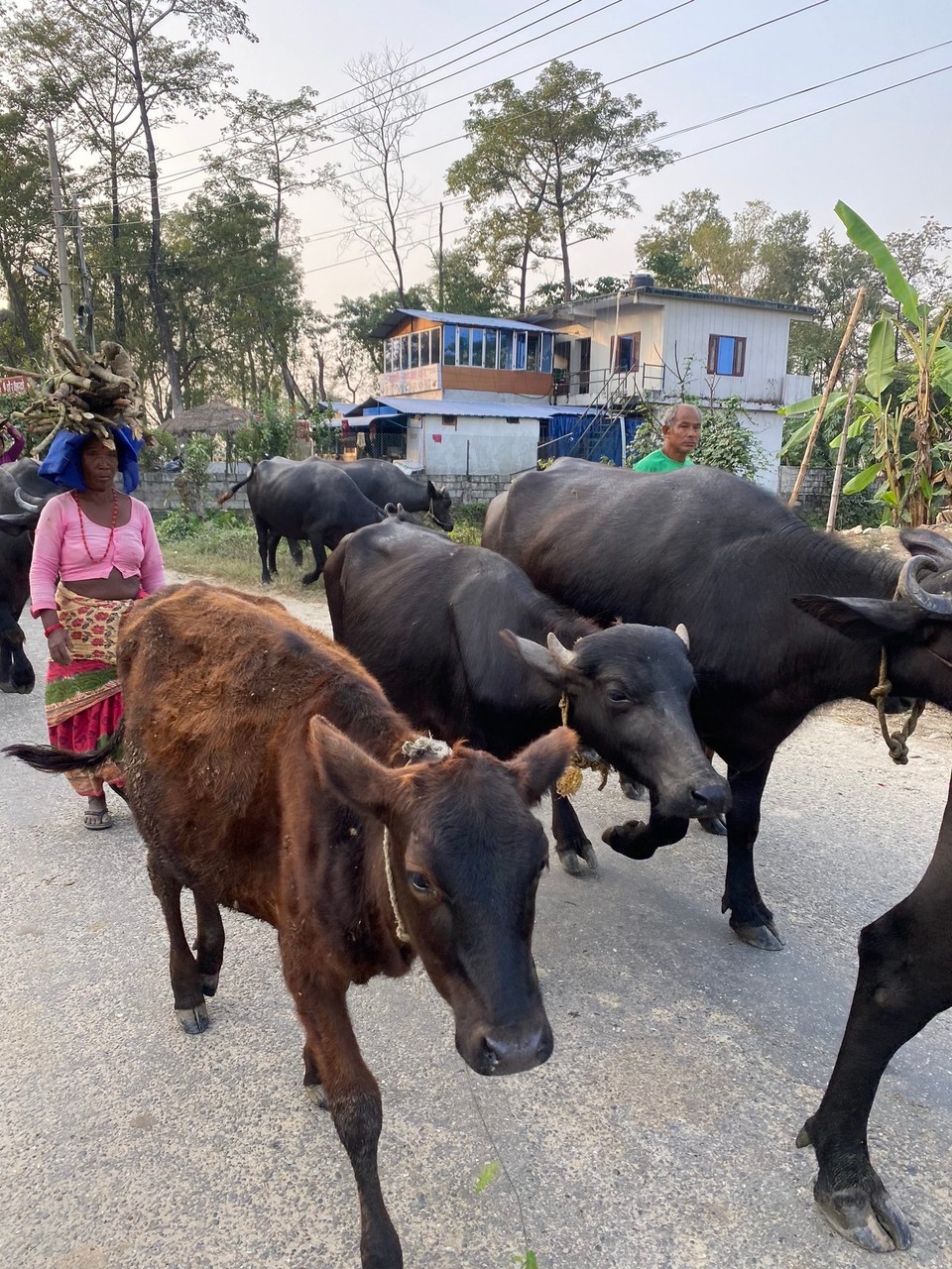 Nepal -  - 