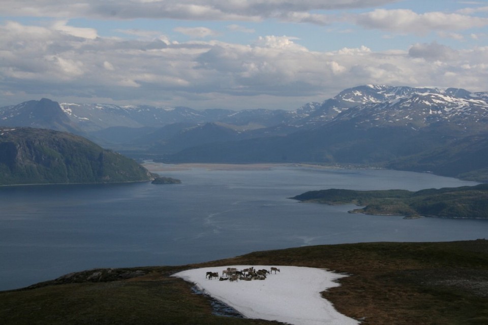 Norway - Skjervøy - Rentiere!!! Leider war meine Kamera ohne mich dabei