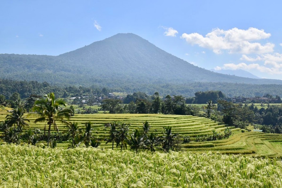 Indonesien - Tabanan - Die Reisterrassen liegen am Fuß des Batukaru Berges, ungefähr 40 Kilometer von Ubud im Zentrum der Insel.