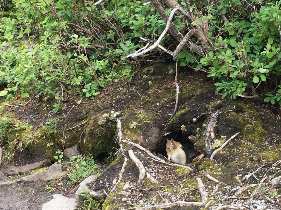 Kanada -  - Natürlich kann man hier auch wilde Tiere sehen - aber eigentlich nur ganz süße 