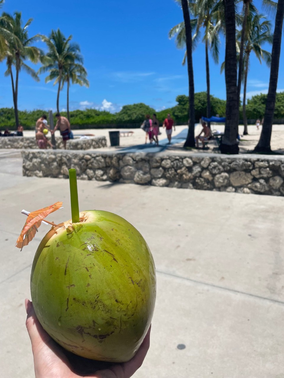 United States - Miami - frische Kokosnuss getrunken