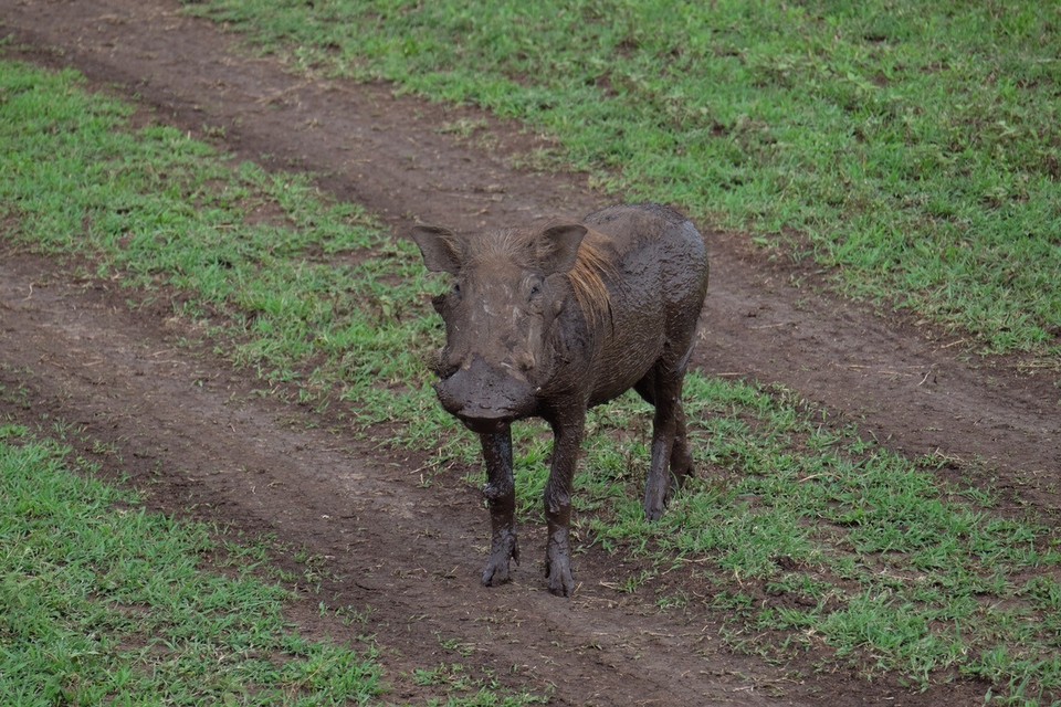  - Schutzgebiet Ngorongoro - Pumba