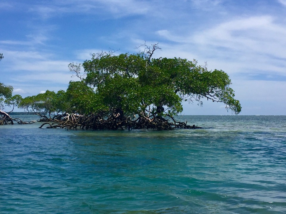 Brasilien - Cairu - Mangroven im Meer