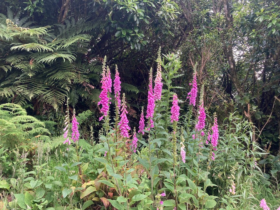 Neuseeland - Upper Hutt - 