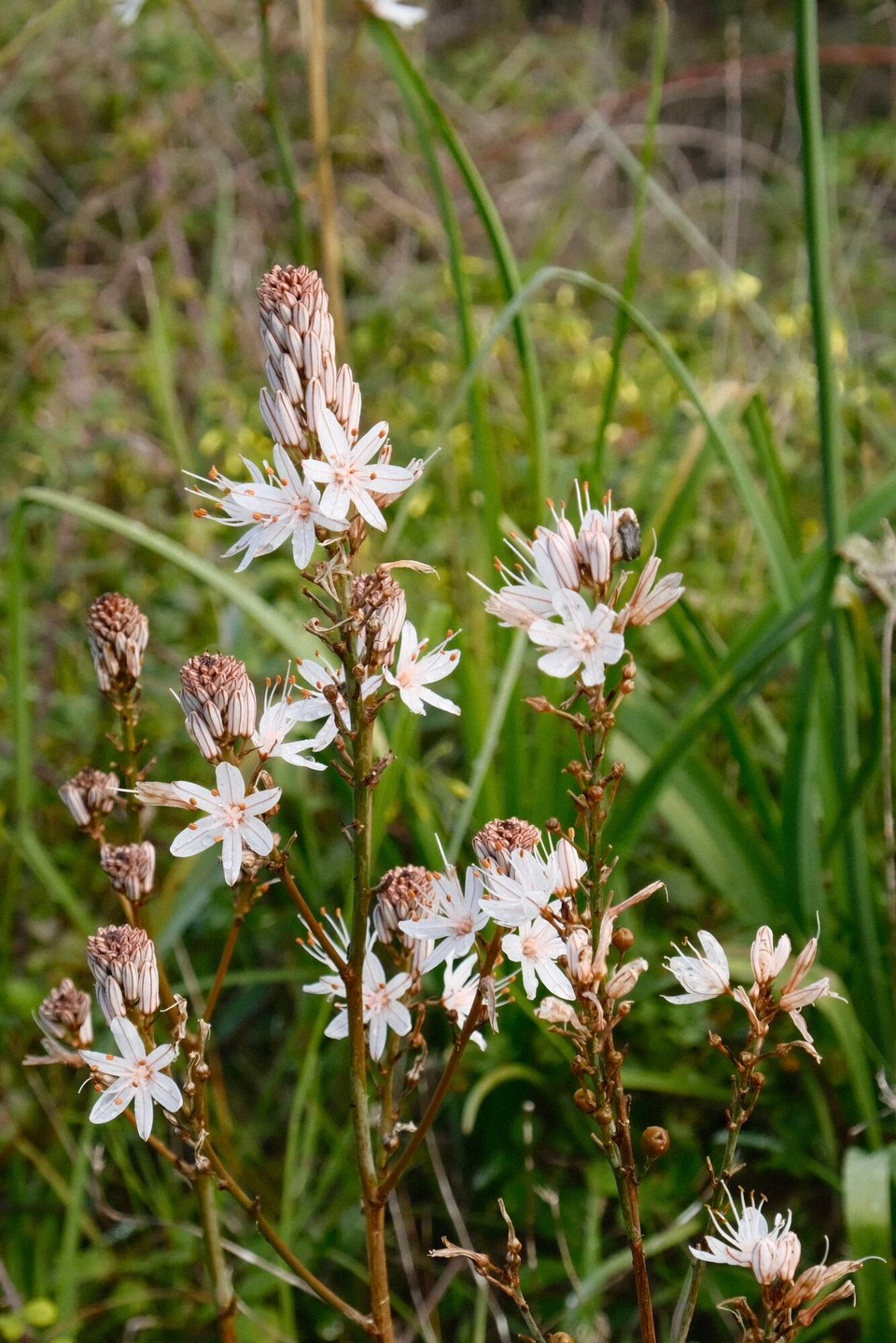 Portugal - Aljezur - 