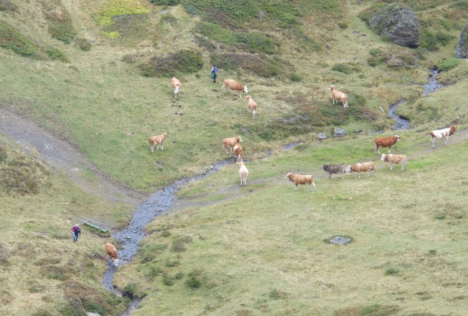 Schweiz - Wengen - Kühe einsammeln 🐮 