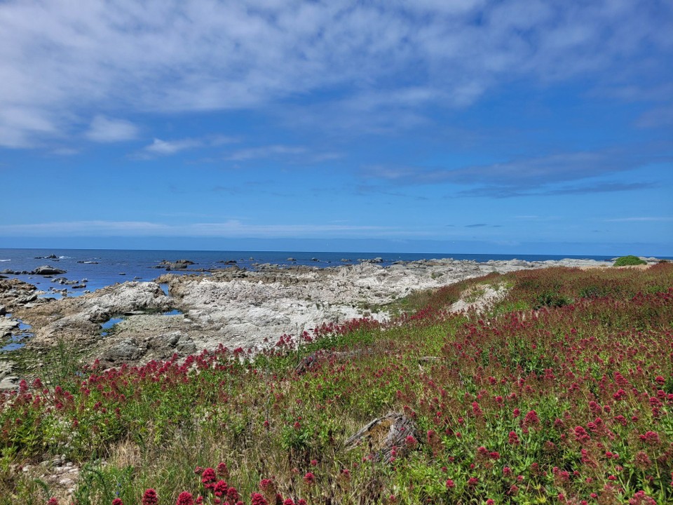 Neuseeland - Kaikoura - 