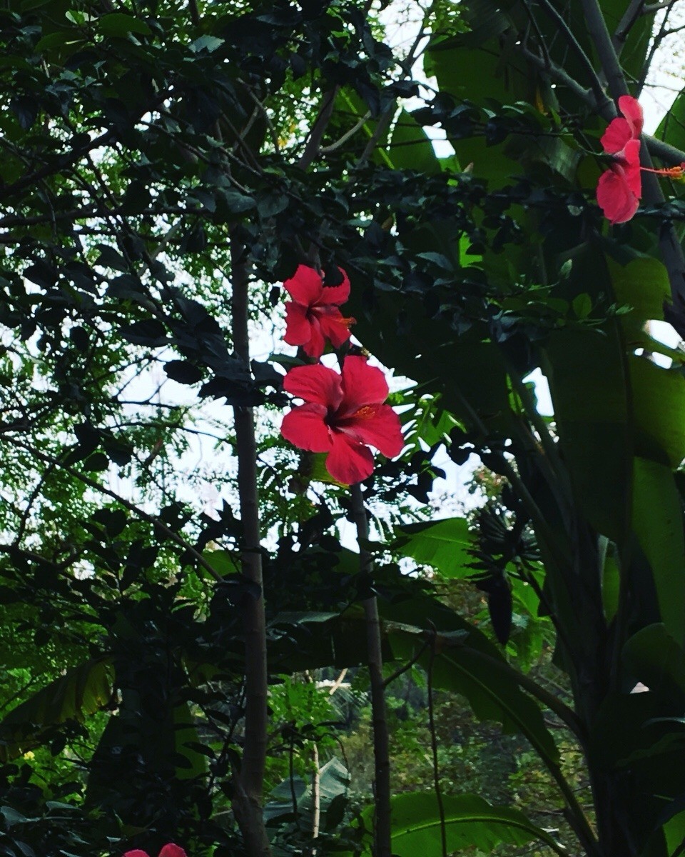 Thailand - Amphoe Ko Pha-ngan - 
