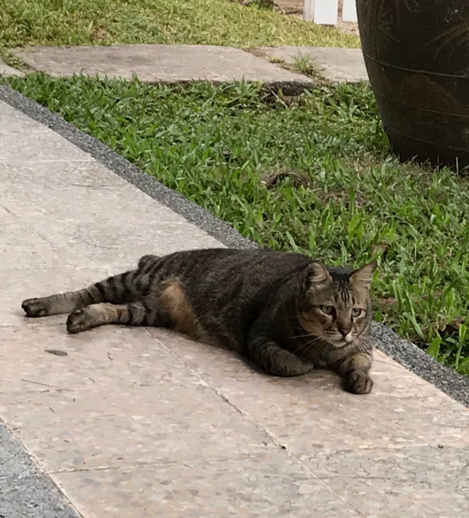 Malaysia - Kedawang - Grumpy Cat