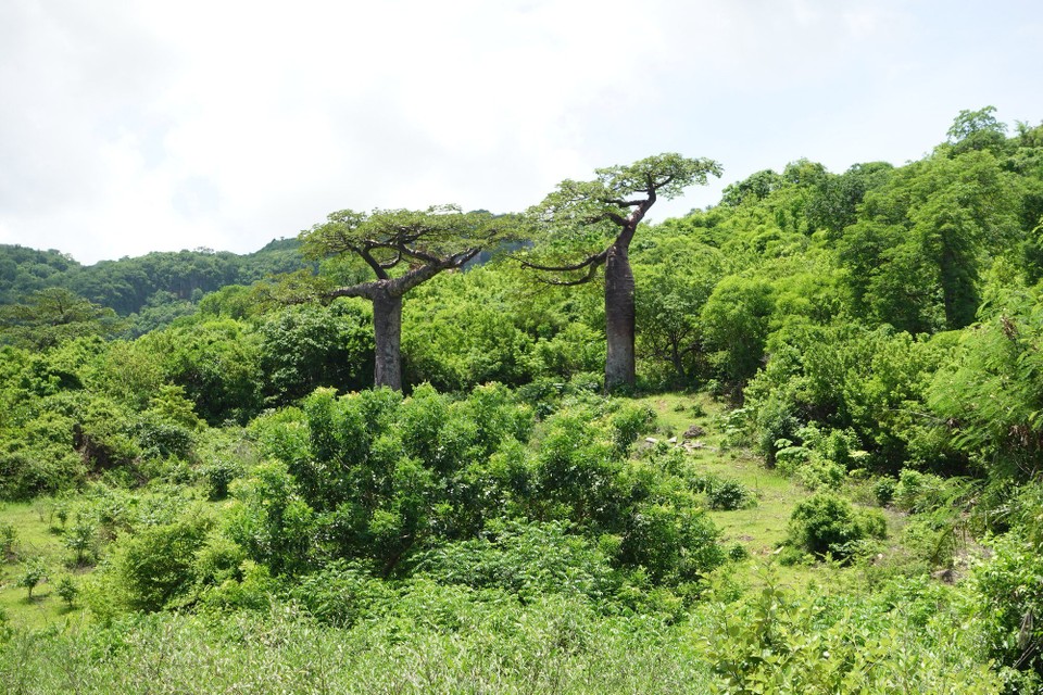 Madagaskar - Antsiranana - Baobab an der Montagne des Français