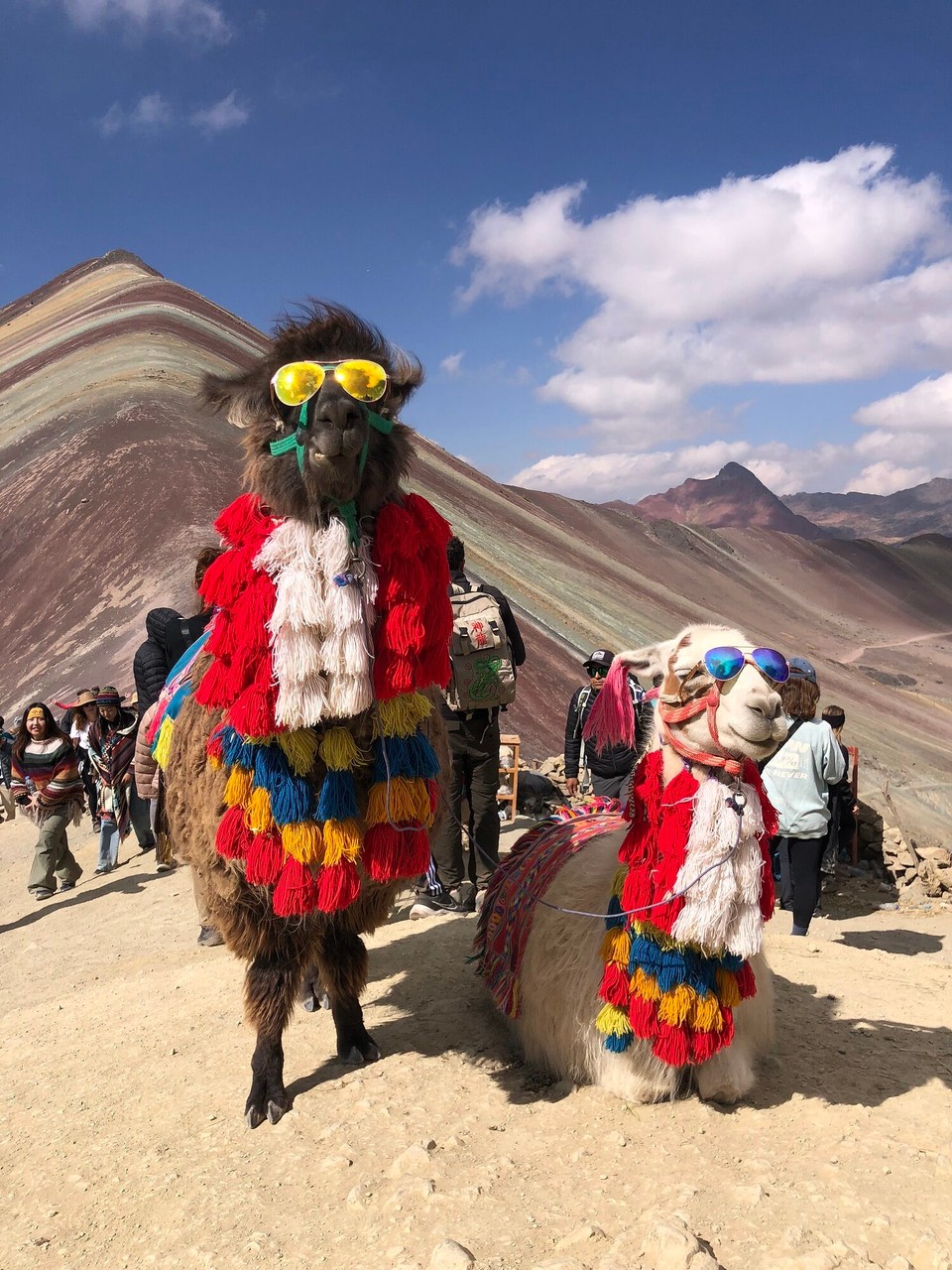 Peru - Cusco - Lamas - sie hätten auf jeden Fall einen Preis für ihre Coolness verdient