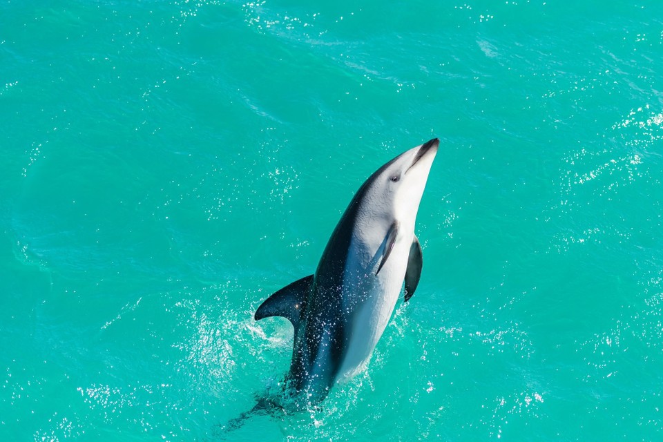 Neuseeland - Kaikoura Central - 
