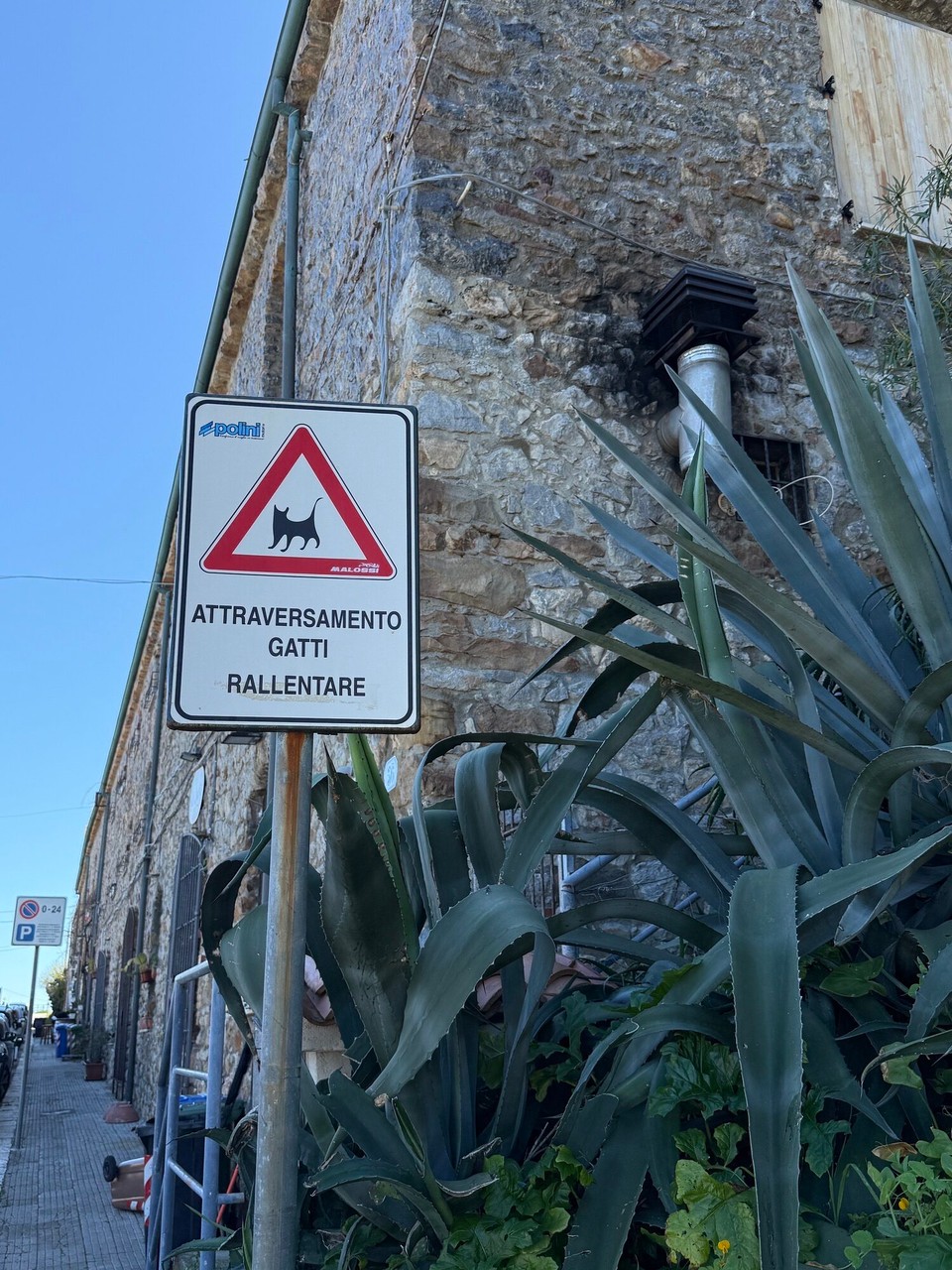 Italien - Enna - Die Sizilianer sind eben sehr katzenlieb 