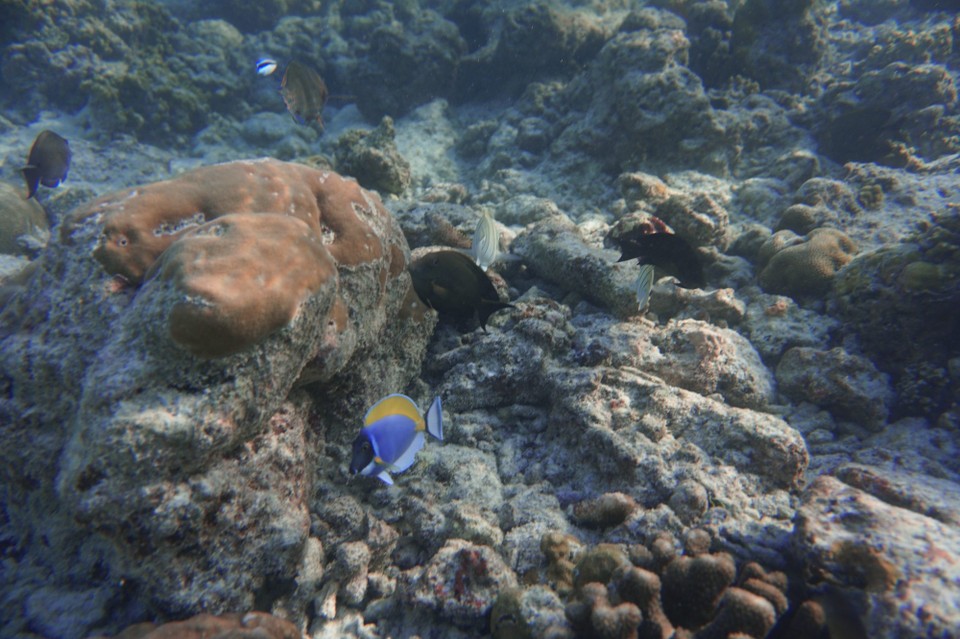 Malediven -  - Schnell noch die Masken und Schnorchel ausgepackt und ab ins Wasser.