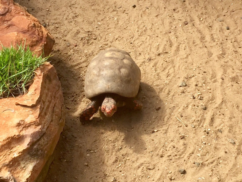 Brasilien - Camaçari - Landschildkröten im Tamara Projekt