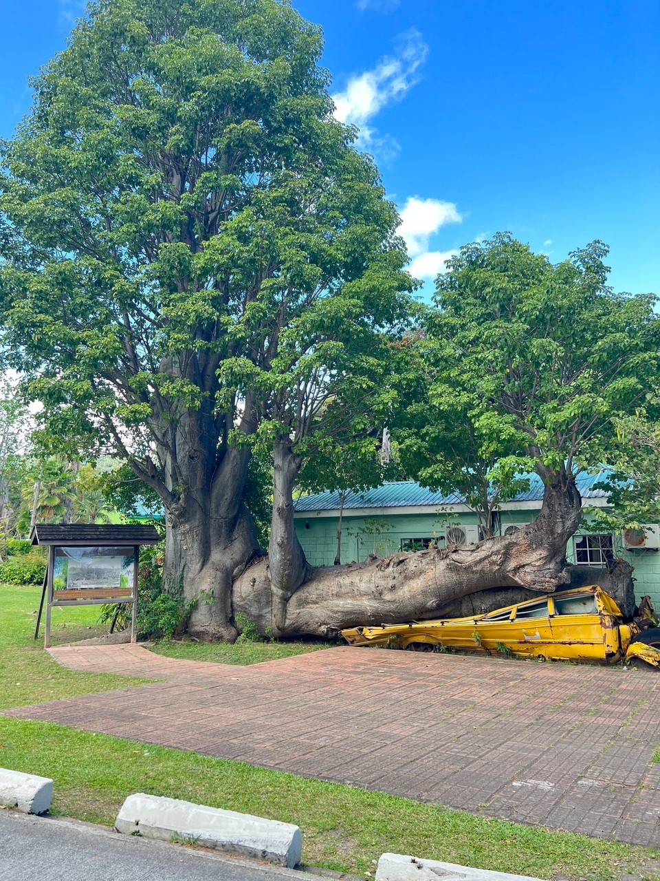 Dominica -  - ein Hurrikan ließ den Baum umstürzen, dieser begrub in 1987 einen Schulbus unter sich. Gott sei Dank war der leer. Und der Baum wächst weiter und sucht sich seinen Weg. 