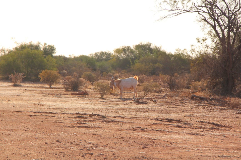 Australien - Macleod - Es sind überall wilde Ziegen neben der Straße zu sehen
