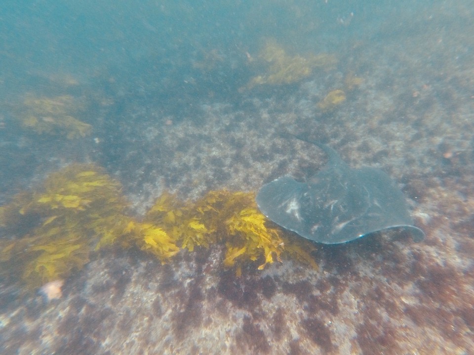 Australia - Montague Island - 